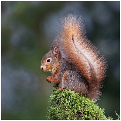 Red Squirrel 1.jpg